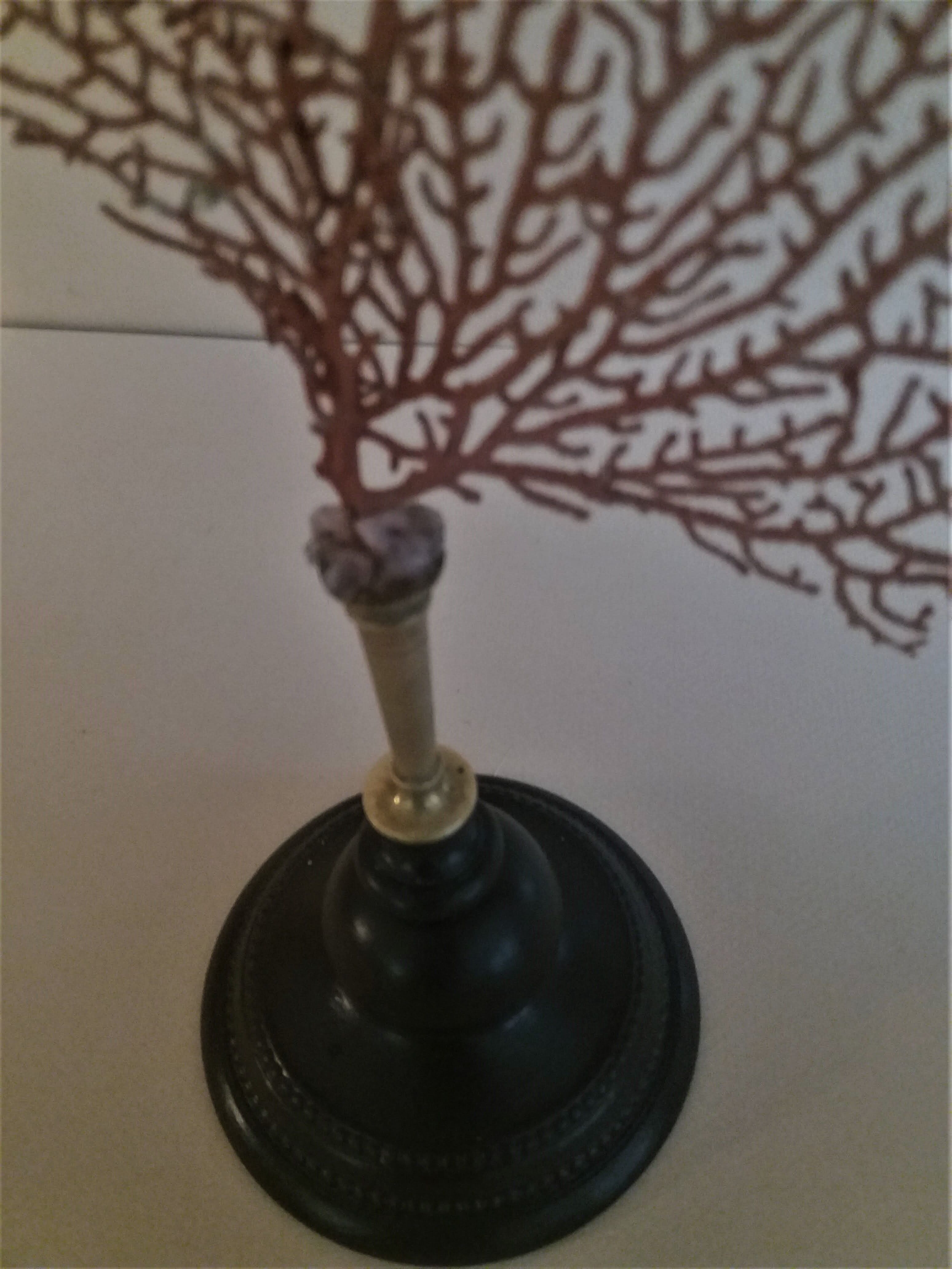 Red coral paramuricea clavata