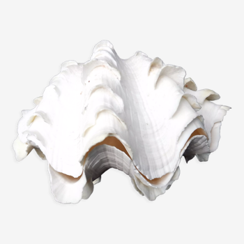 Tridacne Giant Clam xx -th