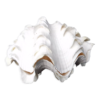 Tridacne Giant Clam xx -th