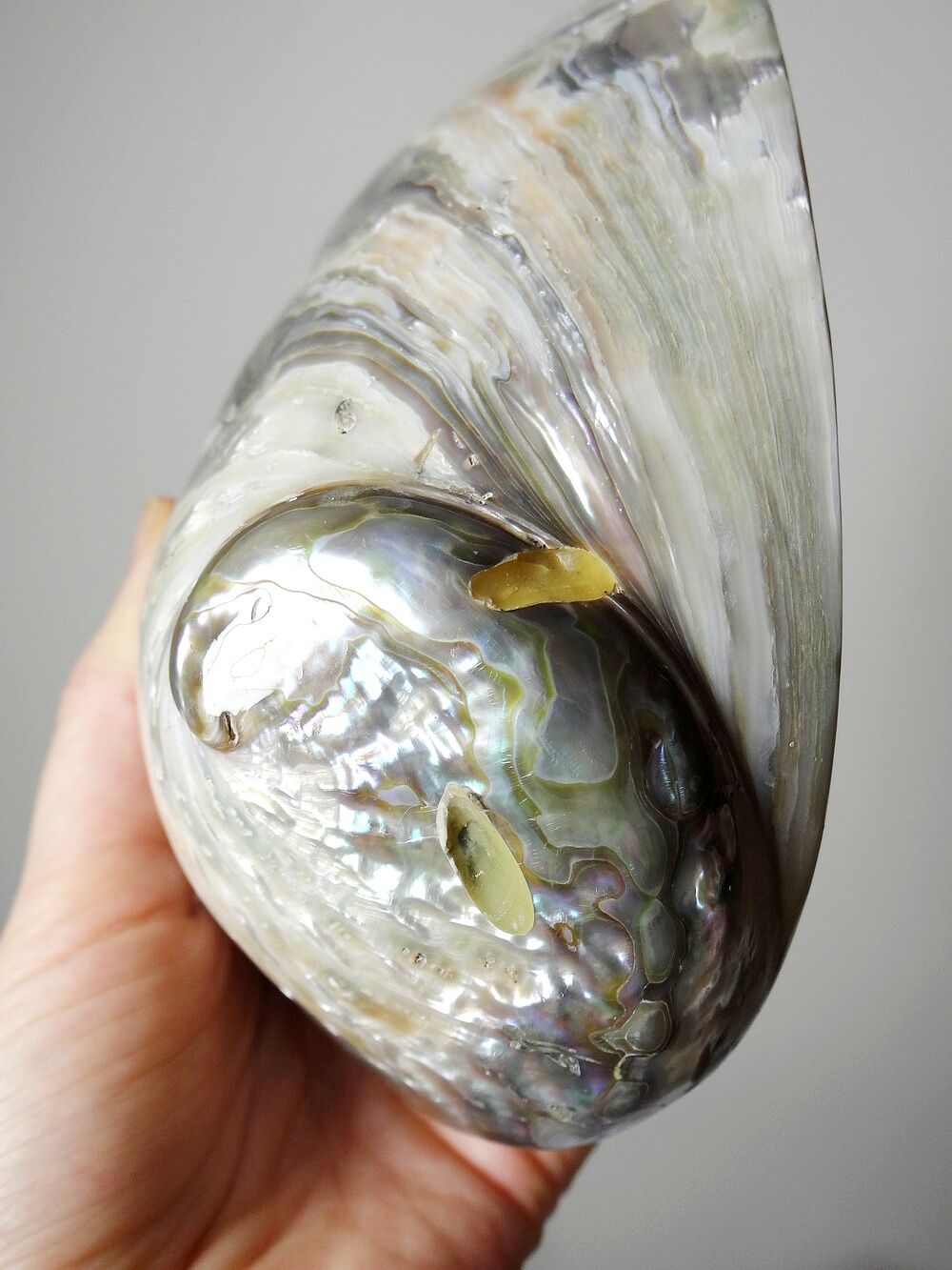 Large polished abalone shell, curiosity item, vintage 20th century.