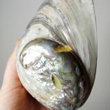 Large polished abalone shell, curiosity item, vintage 20th century.