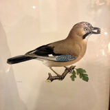 Old board framed under glass, bird