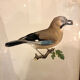 Old board framed under glass, bird