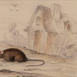 Original zoological plate "Rat - Squirrel - Field mouse - Mouse" Buffon 1840