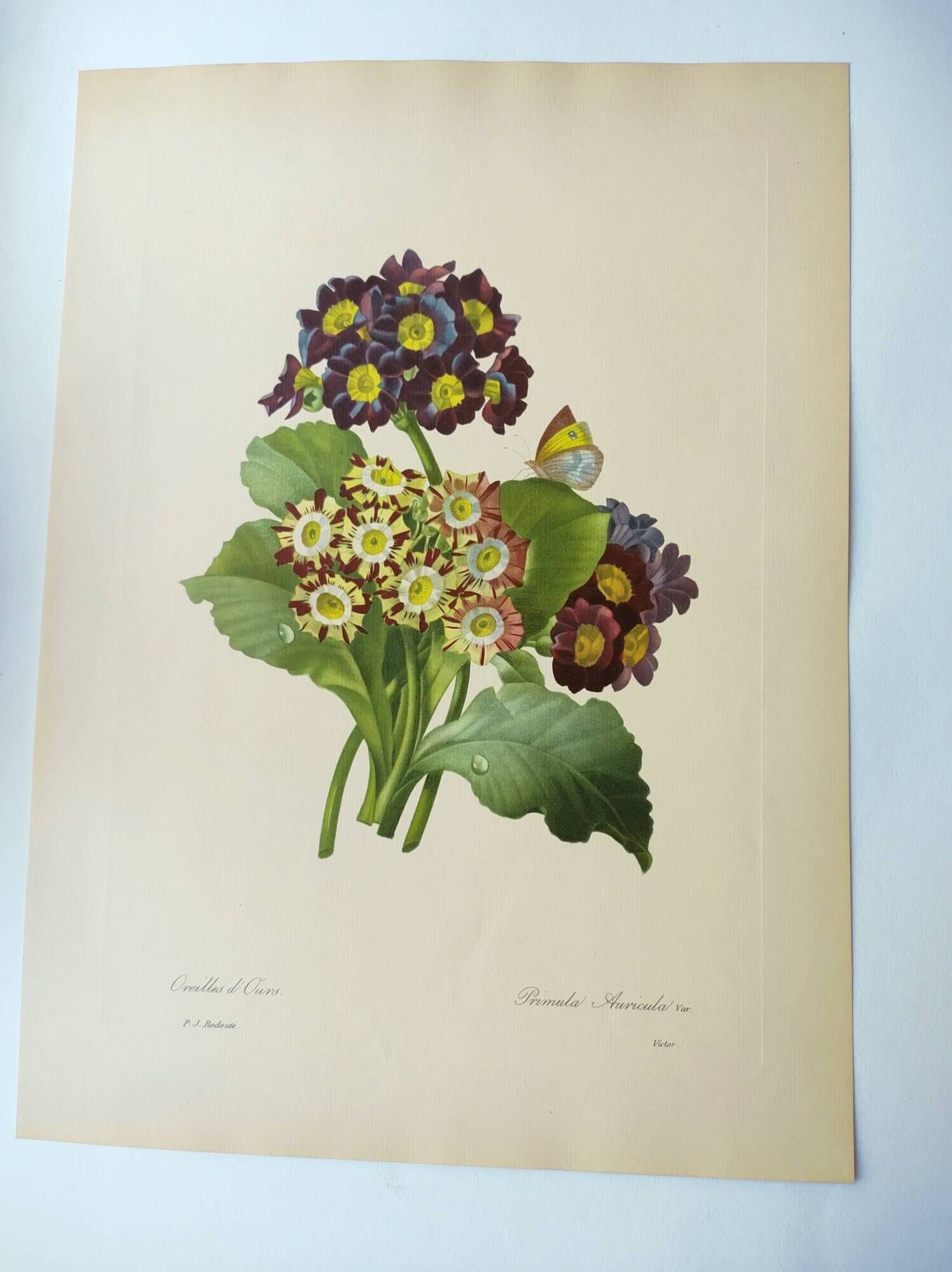 Antique botanical engraving -1955- bear's ear flower - primula auricula- by pj. redouté. vintage