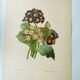 Antique botanical engraving -1955- bear's ear flower - primula auricula- by pj. redouté. vintage