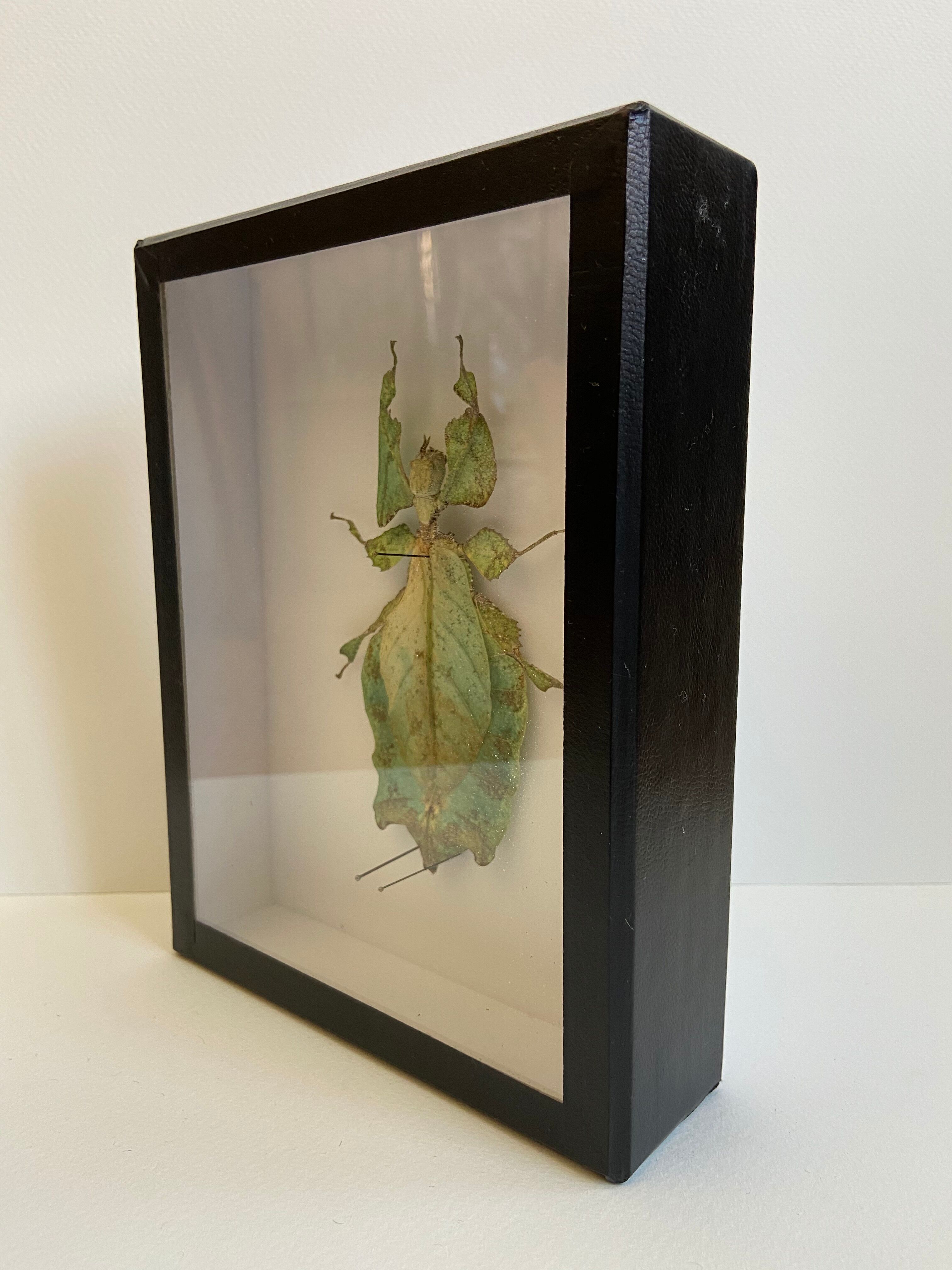Framed naturalized insect - Phyllium giganteum, Malaysia