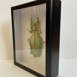 Framed naturalized insect - Phyllium giganteum, Malaysia