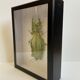 Framed naturalized insect - Phyllium giganteum, Malaysia