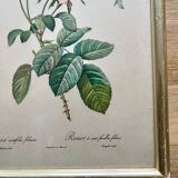 PJ Redouté pink framed lithograph