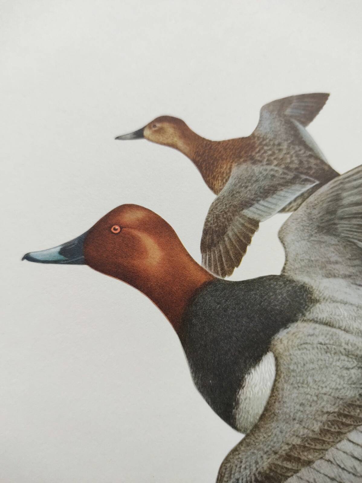 Bird board 60s - Pochard - Vintage ornithological illustration