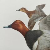 Bird board 60s - Pochard - Vintage ornithological illustration