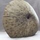 Ceramic vase shell ammonite design art