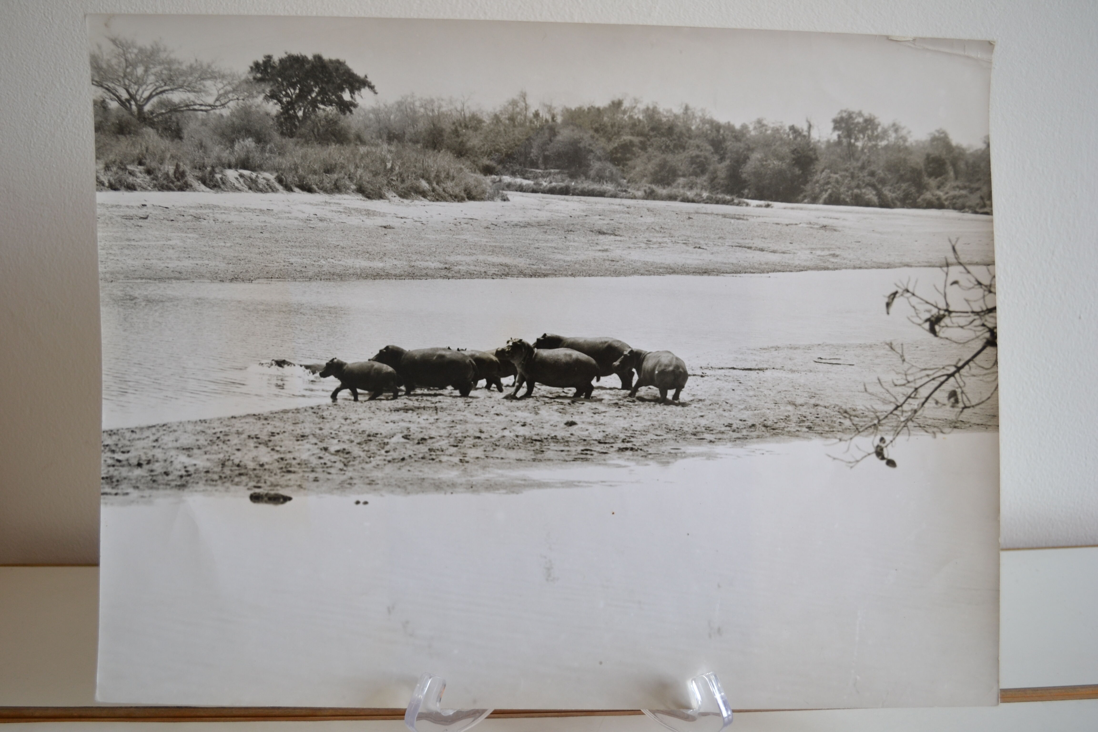 Anonymous silver photo hippopotamus africa circa 1970