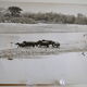 Anonymous silver photo hippopotamus africa circa 1970