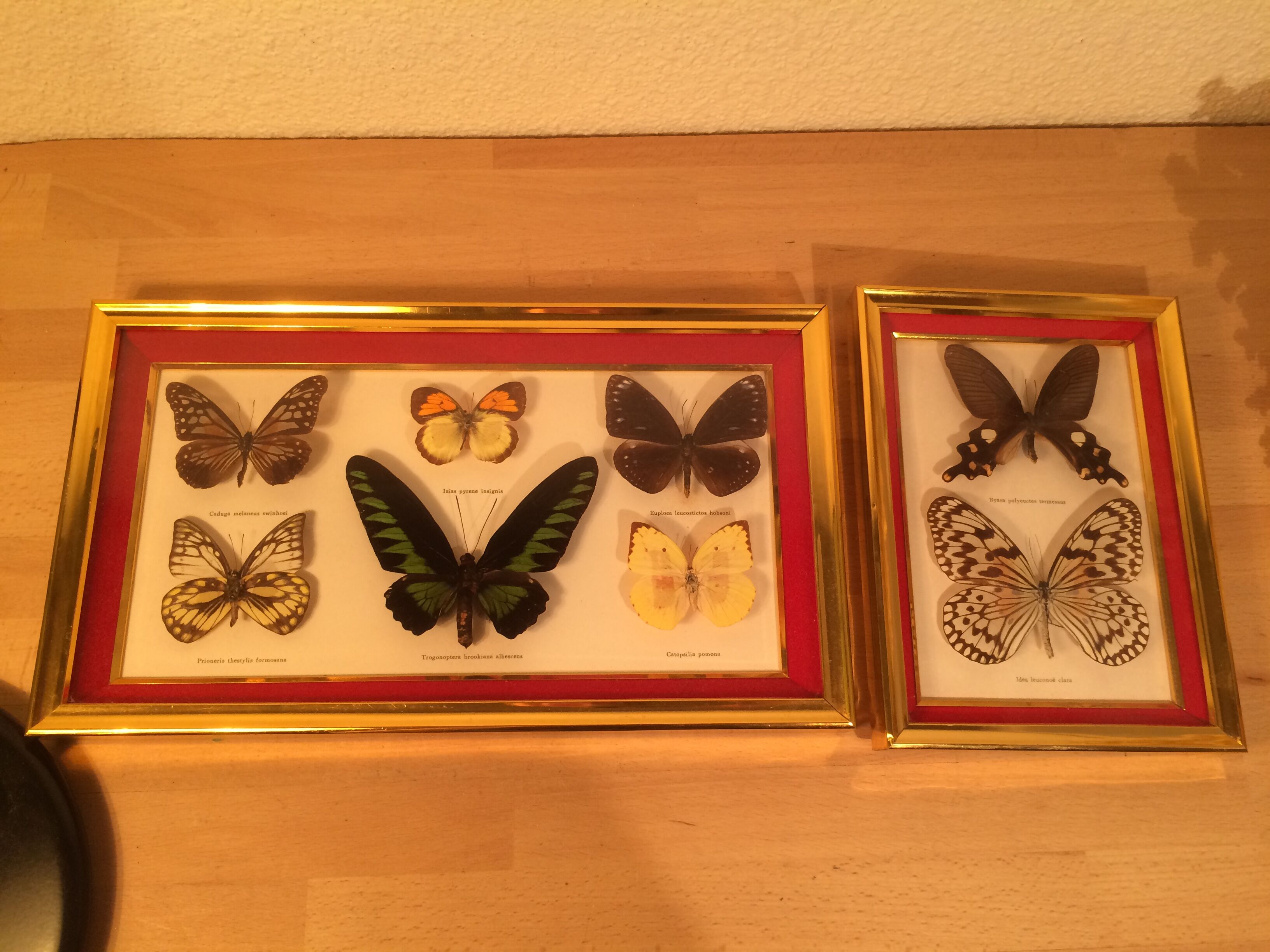 Pair of naturalized butterfly frames
