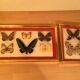Pair of naturalized butterfly frames