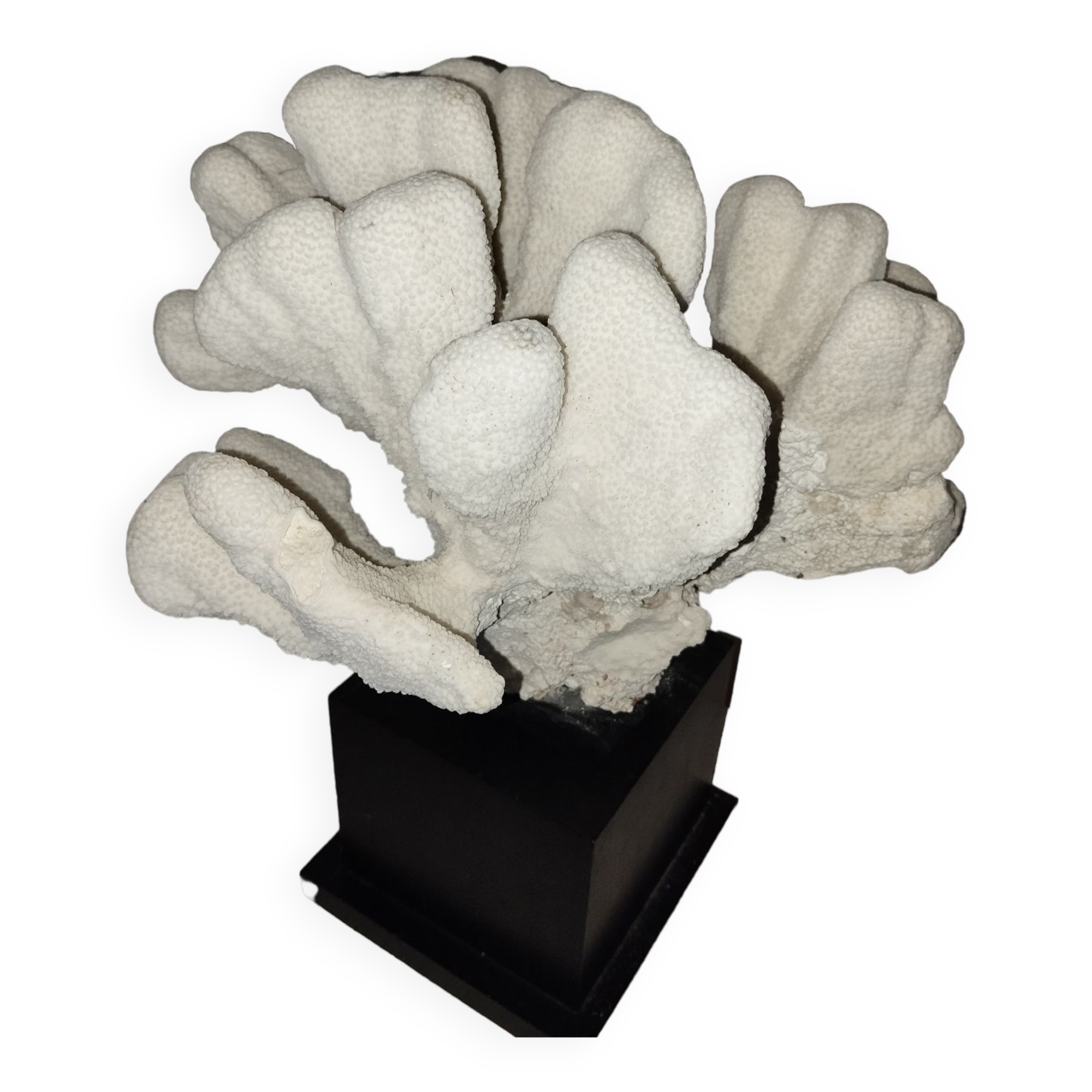 Coral on base cabinet of curiosities