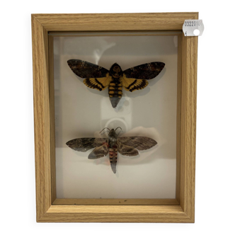 Naturalized butterflies frame