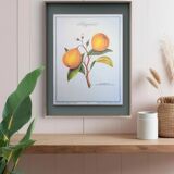 Printed in 1986, the bergamot tree. Vintage Botany.