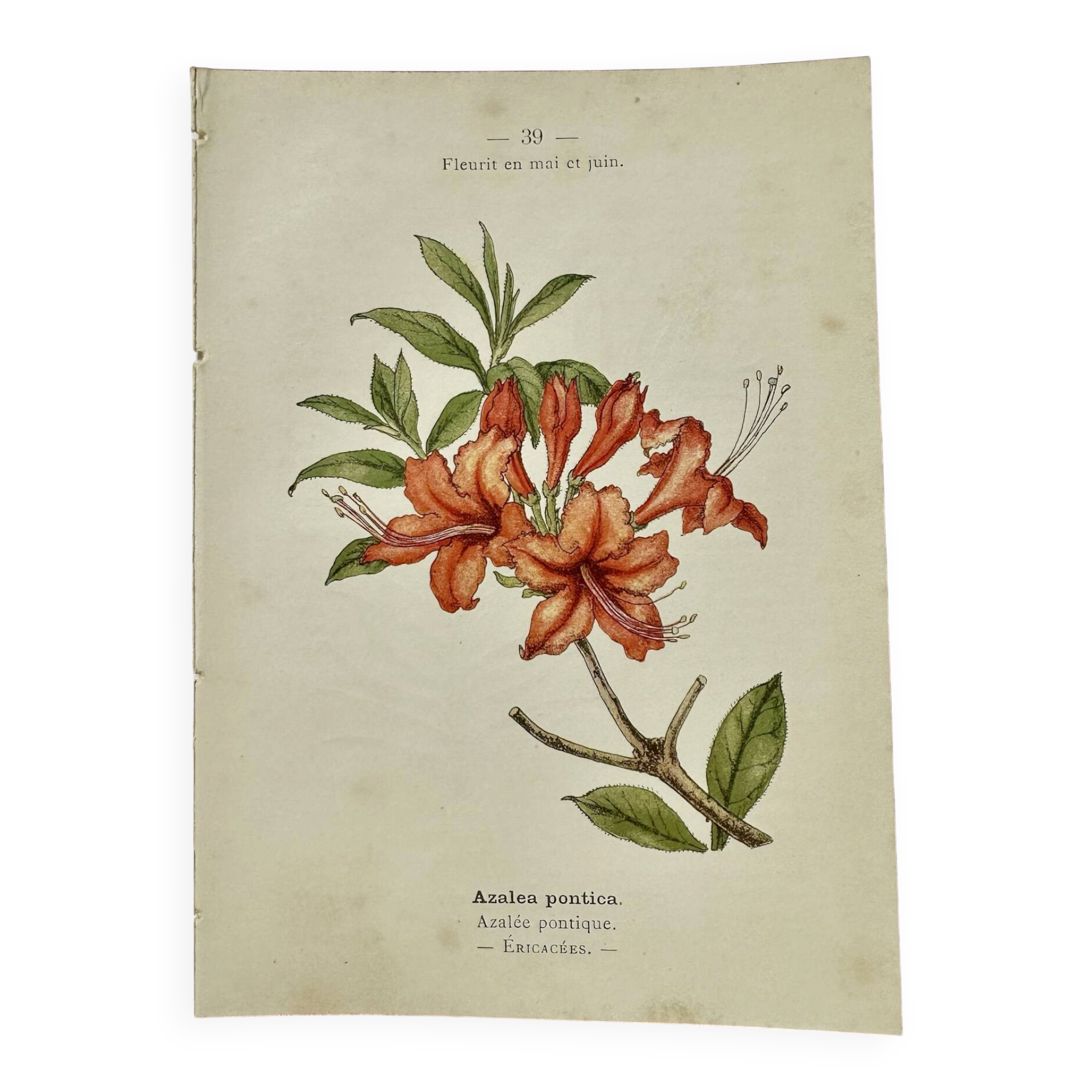 Antique botanical engraving from the 19th century, double-sided, hand-coloured, France.