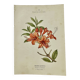 Antique botanical engraving from the 19th century, double-sided, hand-coloured, France.