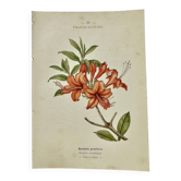 Ancienne gravure botanique 19eme double face colorée mains France