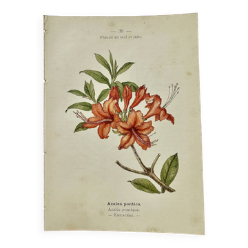 Antique botanical engraving from the 19th century, double-sided, hand-coloured, France.