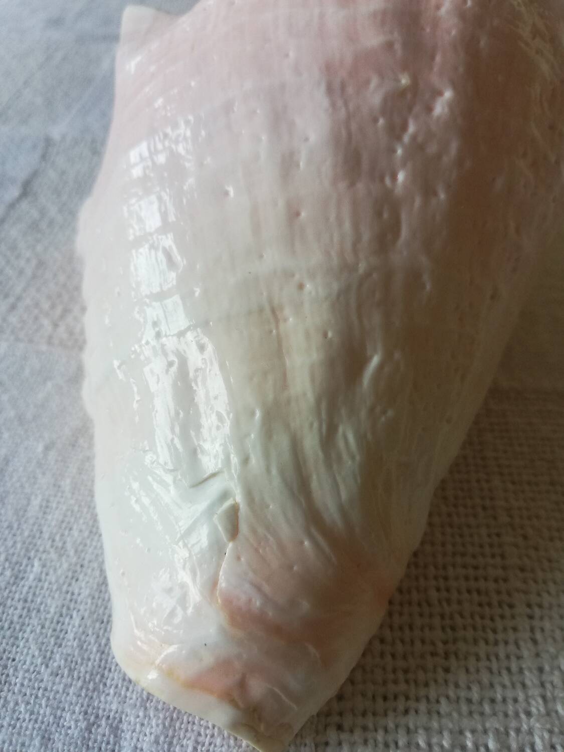 Collectible shell Strombe Lambi pink