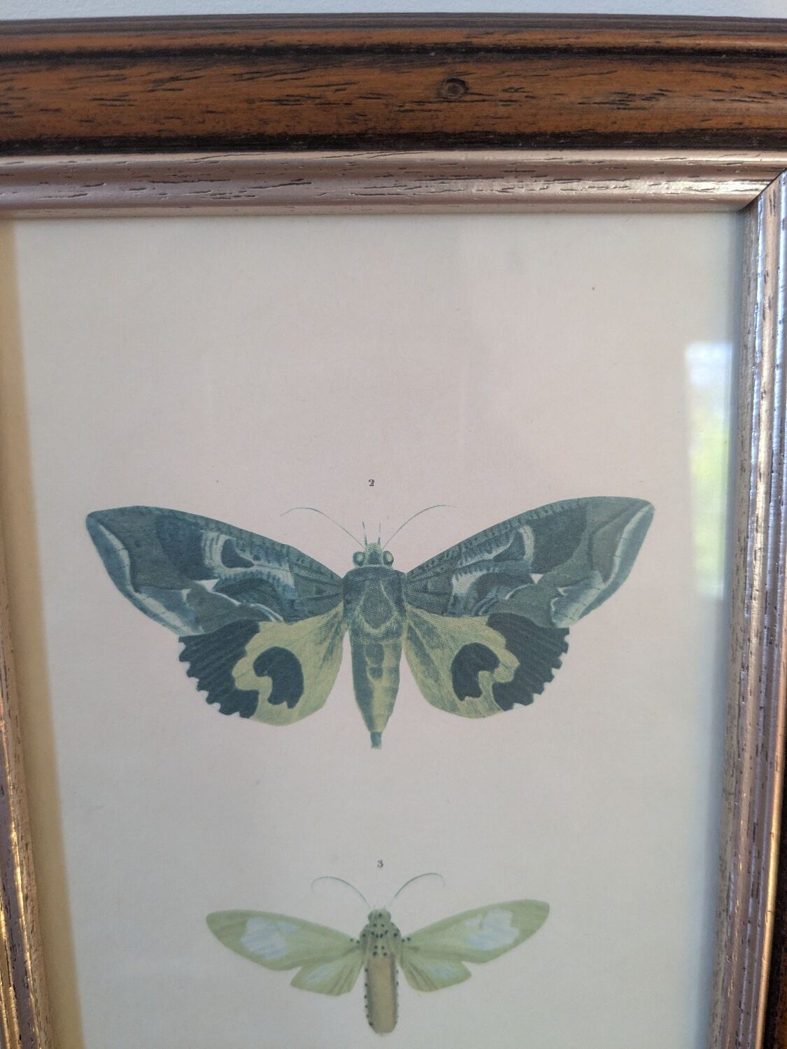 Lithographies de papillons