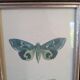 Lithographies de papillons