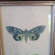 Lithographs of butterflies