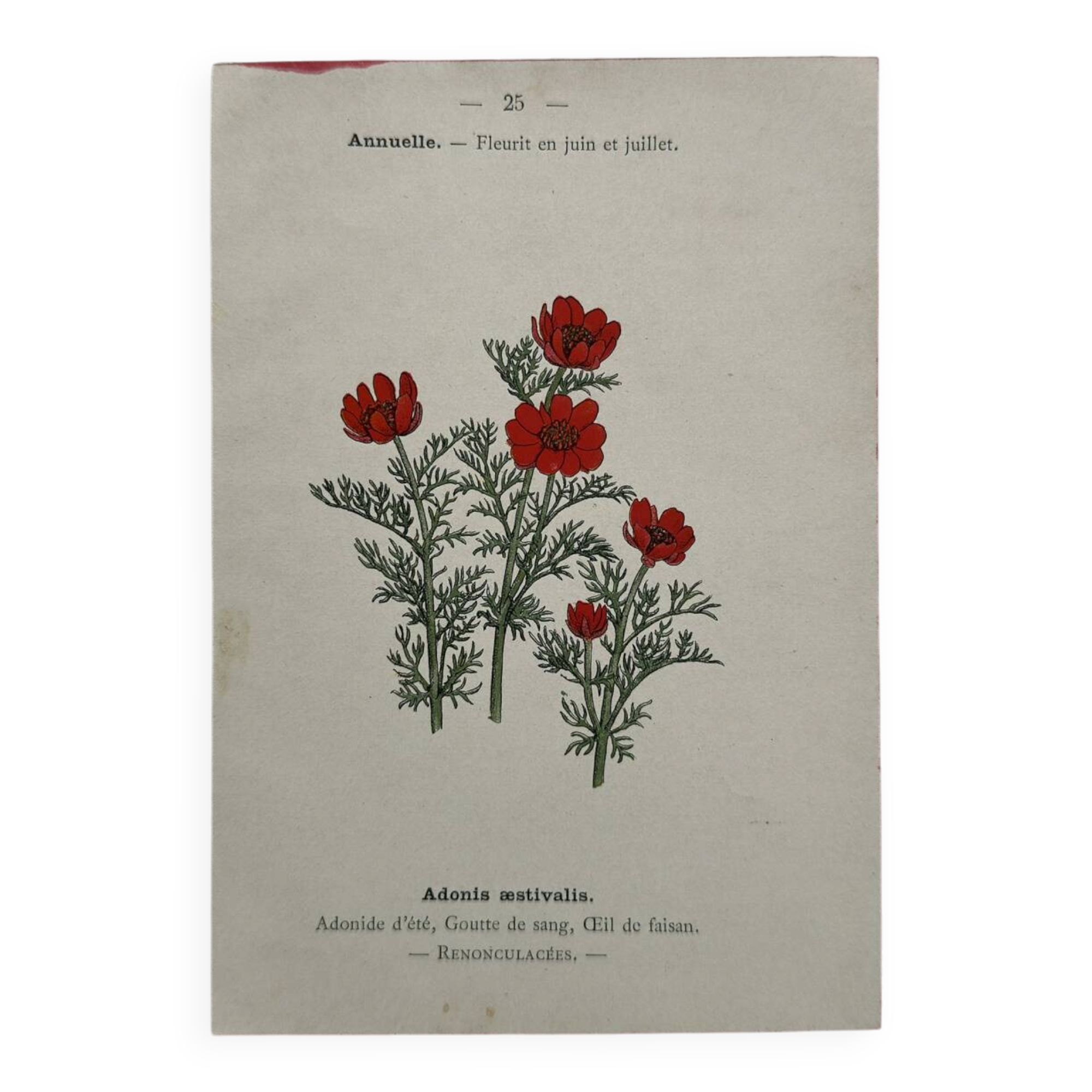 Botanical Plate 1800 Old Naturalist Engraving 19th Century Double-Sided