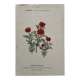 Botanical Plate 1800 Old Naturalist Engraving 19th Century Double-Sided