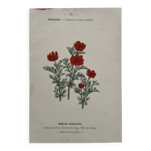 Botanical Plate 1800 Old Naturalist Engraving 19th Century Double-Sided