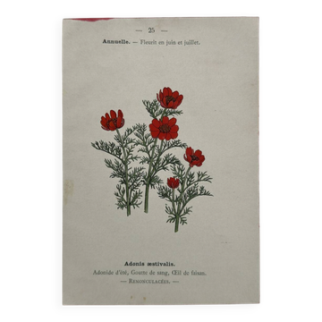 Planche Botanique 1800 Gravure naturaliste ancienne 19eme recto verso