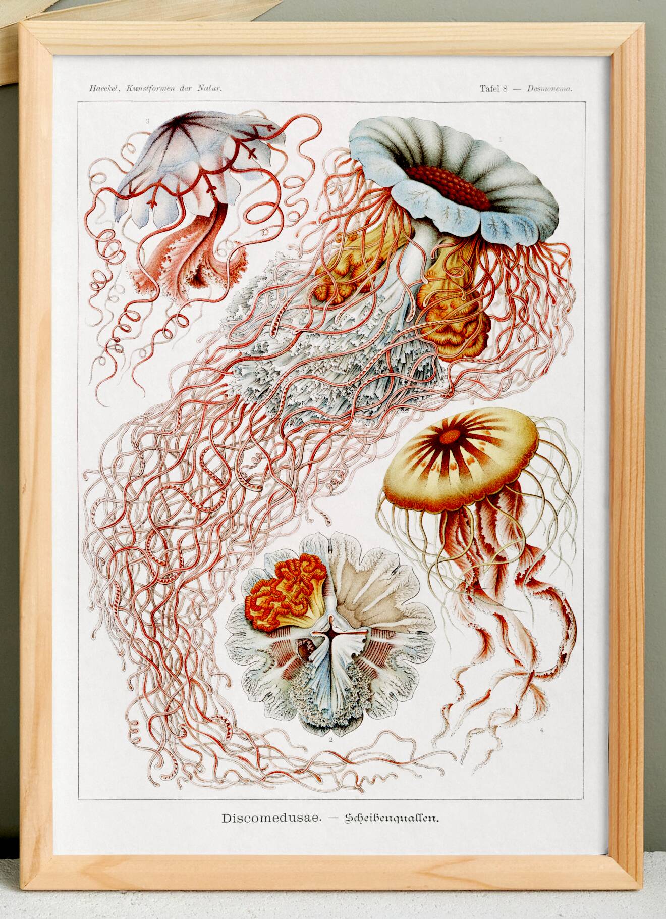 Poster on disc jellyfish, based on an old lithograph from 1904.