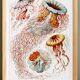 Poster on disc jellyfish, based on an old lithograph from 1904.