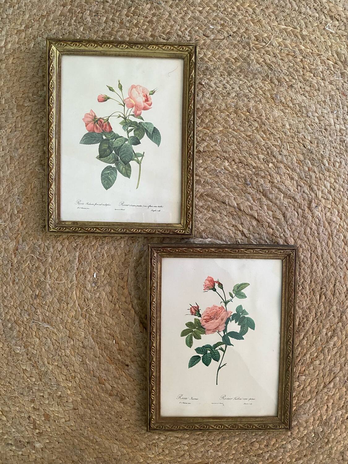 2 Redouté botanical frames of rose bushes.