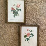 2 Redouté botanical frames of rose bushes.