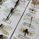 Entomology box showcase of dragonfly insects