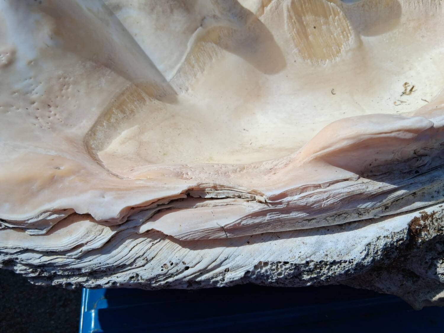 Tridacna shell (86 cm) – on base – rare and decorative