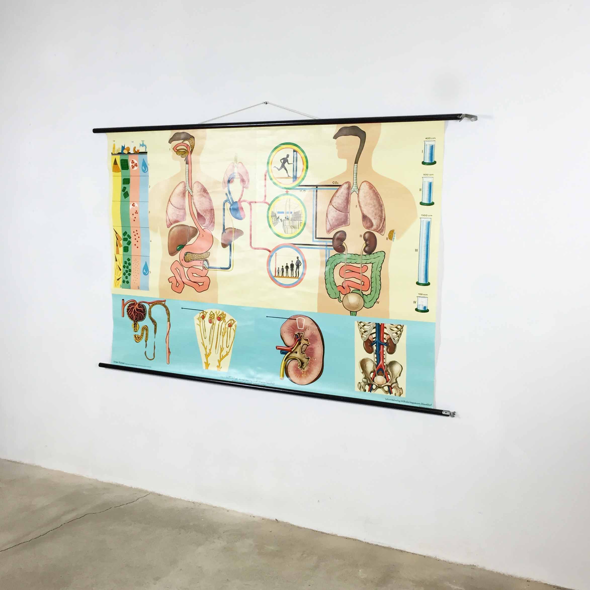 educational pull-down Jung Koch school map human anatomy chart