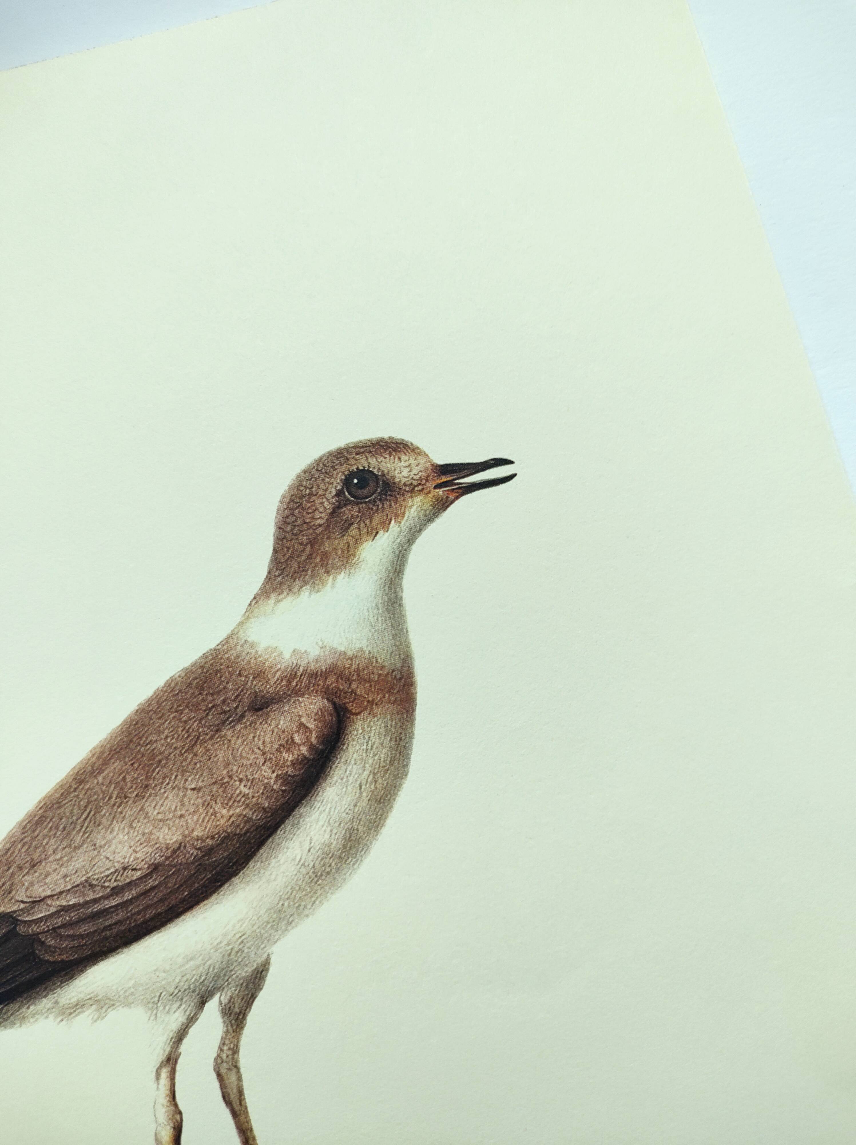 Birds board - Herodotus' plover - Natural zoological illustration