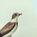 Birds board - Herodotus' plover - Natural zoological illustration