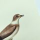 Birds board - Herodotus' plover - Natural zoological illustration