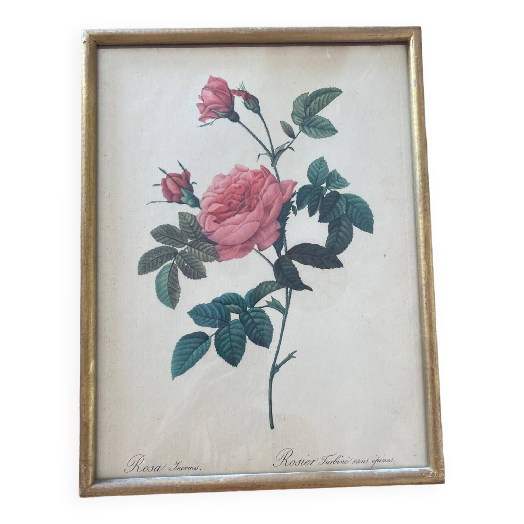 Lithographie PJ Redouté Rosier turbiné