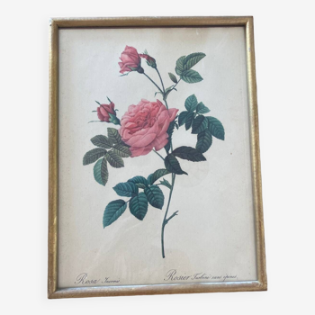 Lithograph PJ Redouté Turbinate rose