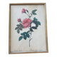 Lithographie PJ Redouté Rosier turbiné