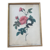 Lithographie PJ Redouté Rosier turbiné